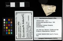 Foto (Objekt + Etiketten) von Goniodromites bidentatus (Reuss, 1859) 